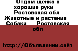 Отдам щенка в хорошие руки!) - Ростовская обл. Животные и растения » Собаки   . Ростовская обл.